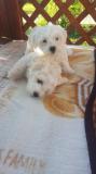 maltese puppy maltesepuppy12.jpg