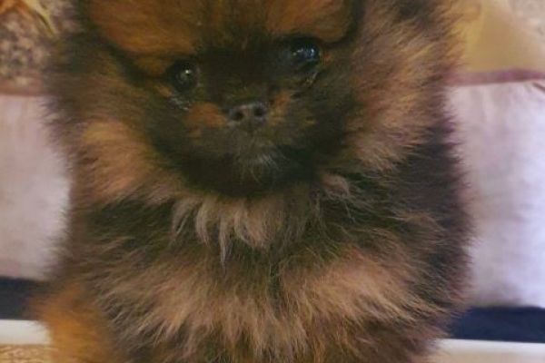 Pomerania BOO Orsi di peluche pomeraniabooorsidipeluche1.jpg
