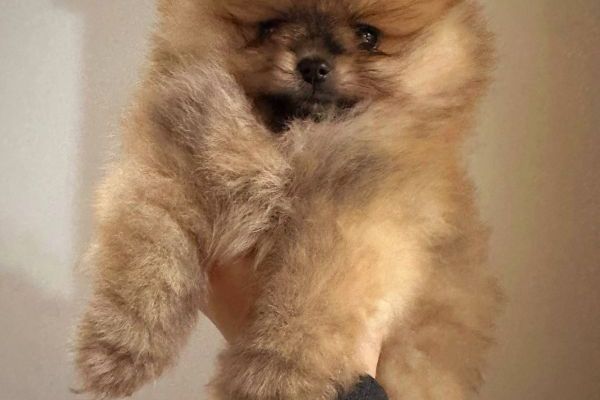 Pomerania BOO Orsi di peluche pomeraniabooorsidipeluche12.jpg