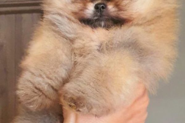 Pomerania BOO Orsi di peluche pomeraniabooorsidipeluche123.jpg