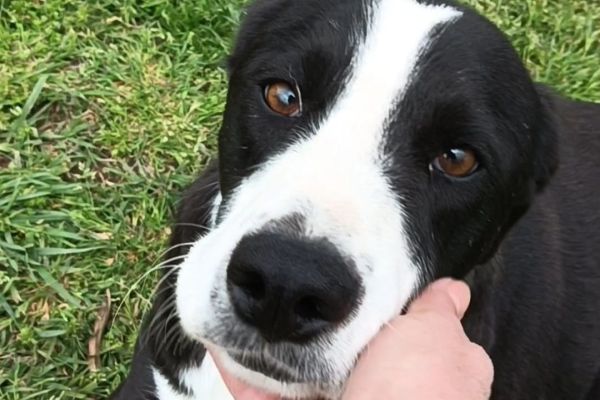 Leo dolce cagnolone in cerca di casa leodolcecagnoloneincercadicasa.jpg