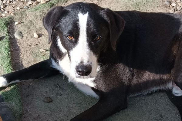 Leo dolce cagnolone in cerca di casa leodolcecagnoloneincercadicasa1.jpg