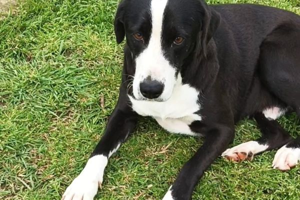 Leo dolce cagnolone in cerca di casa leodolcecagnoloneincercadicasa12.jpg
