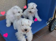 disponibili femmine zwergschnauzer bianco disponibilifemminezwergschnauzerbianco-5951151e7c7bb.jpg