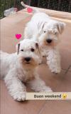 disponibili femmine zwergschnauzer bianco disponibilifemminezwergschnauzerbianco-59563c16f0e56.jpg