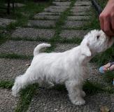 disponibili femmine zwergschnauzer bianco disponibilifemminezwergschnauzerbianco.jpg