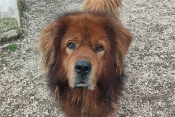 Orso, simil chow chow! orsosimilchowchow.jpg