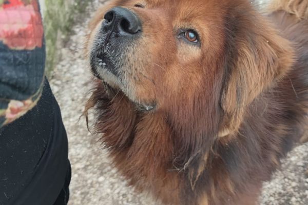 Orso, simil chow chow! orsosimilchowchow1.jpg