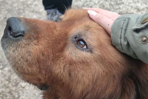 Orso, simil chow chow! orsosimilchowchow123.jpg