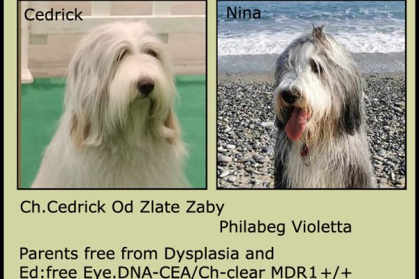 Bearded Collie cuccioli disponibili beardedcolliecucciolidisponibi-67d84c12654f9.jpg