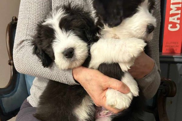 Bearded Collie cuccioli disponibili beardedcolliecucciolidisponibi-67ee9ffadb56d.jpg