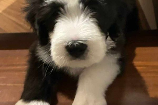 Bearded Collie cuccioli disponibili beardedcolliecucciolidisponibi-67eea00979ef6.jpg