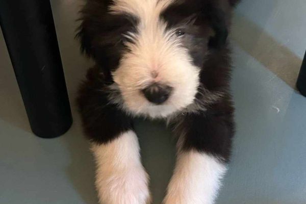Bearded Collie cuccioli disponibili beardedcolliecucciolidisponibi-67eea0231b8d7.jpg