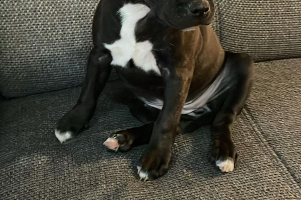 Staffordshire bull terrier staffordshirebullterrier.jpeg