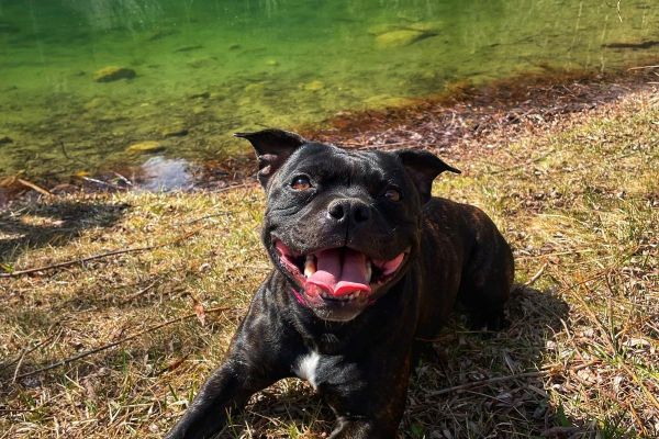 Staffordshire bull terrier staffordshirebullterrier123.jpeg
