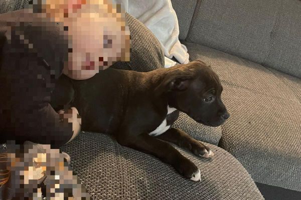 Staffordshire bull terrier staffordshirebullterrier12345.jpeg