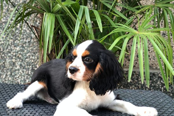 cavalier king cavalierking.jpg