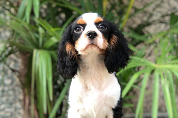 cavalier king cavalierking1.jpg