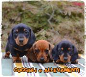 Bassotto Kaninchen e Nano Pelo Corto - Allevamento/Pedigree BassottoKanincheneNanoPeloCortoAllevamentoPedigree-5aaab9be73386.jpg