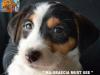 Cuccioli Jack Russell Terrier Selezionati-Figli Diretti di P 413277f.jpg