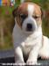 Cuccioli Jack Russell Terrier Selezionati-Figli Diretti di P 413277g.jpg