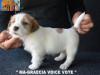 Cuccioli Jack Russell Terrier Selezionati-Figli Diretti di P 413277h.jpg