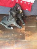 PRESTIGIOSI CUCCIOLI DI CANE CORSO PRESTIGIOSICUCCIOLIDICANECORSO.jpg