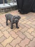 PRESTIGIOSI CUCCIOLI DI CANE CORSO PRESTIGIOSICUCCIOLIDICANECORSO1.jpg