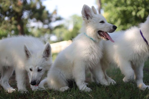 Pastore Svizzero Bianco cuccioli in vendita pastoresvizzerobiancocucciolii12345.jpeg