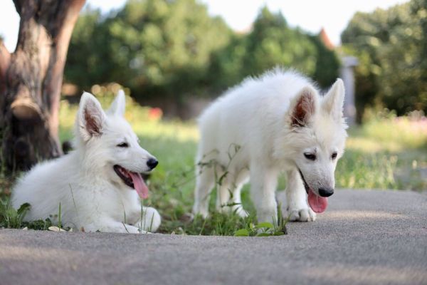 Pastore Svizzero Bianco cuccioli in vendita pastoresvizzerobiancocucciolii1234567.jpeg