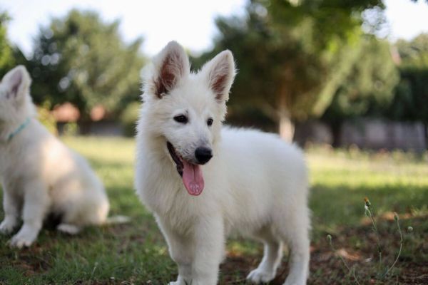 Pastore Svizzero Bianco cuccioli in vendita pastoresvizzerobiancocucciolii12345678.jpeg