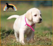 labrador cuccioli con pedigree labradorcuccioliconpedigree.jpg