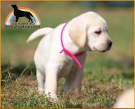 labrador cuccioli con pedigree labradorcuccioliconpedigree1.jpg