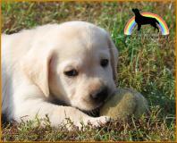 labrador cuccioli con pedigree labradorcuccioliconpedigree123.jpg