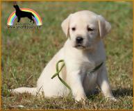 labrador cuccioli con pedigree labradorcuccioliconpedigree1234.jpg