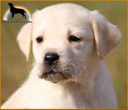 labrador cuccioli con pedigree labradorcuccioliconpedigree12345.jpg