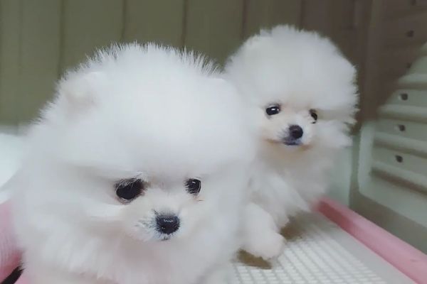 Disponibili cuccioli di volpino di pomerania toy disponibilicucciolidivolpinodi-6462238ebc9ca.jpeg