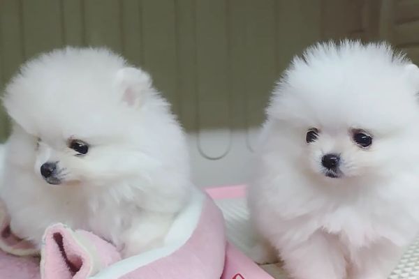 Disponibili cuccioli di volpino di pomerania toy disponibilicucciolidivolpinodi-646223904d030.jpeg
