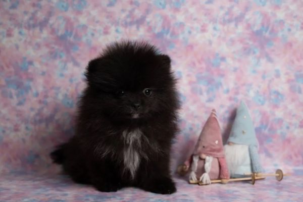 Pomerania toy cucciolo pomeraniatoycucciolo.jpg