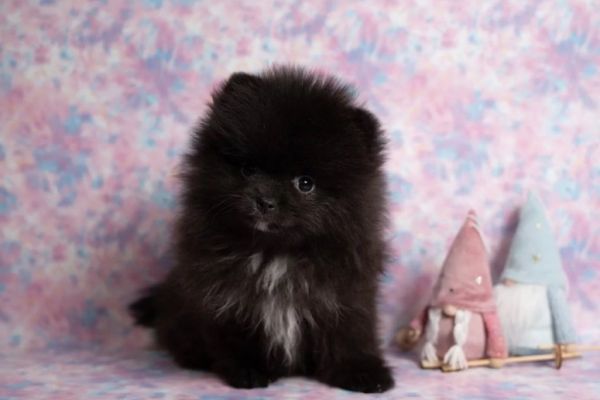 Pomerania toy cucciolo pomeraniatoycucciolo1.jpg