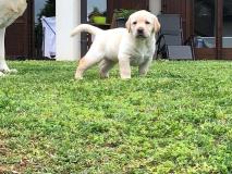 cuccioli labrador retriever cucciolilabradorretriever1.jpg