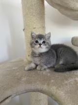 british Shorthair britishShorthair-62aa13e04a360.jpg