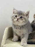 british Shorthair britishShorthair123.jpg