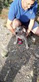 CUCCIOLI ALANO TEDESCO Portededoguesallemandsnoiretarlequinbleu1.jpg