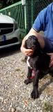 CUCCIOLI ALANO TEDESCO Portededoguesallemandsnoiretarlequinbleu123.jpg