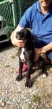 CUCCIOLI ALANO TEDESCO Portededoguesallemandsnoiretarlequinbleu1234.jpg