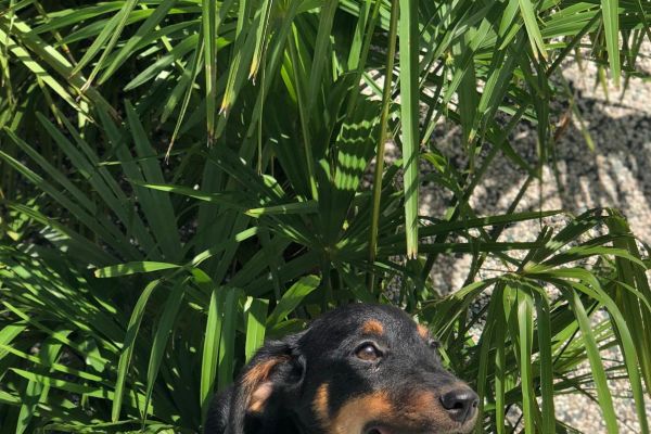 jagdterrier jagdterrier1.jpg
