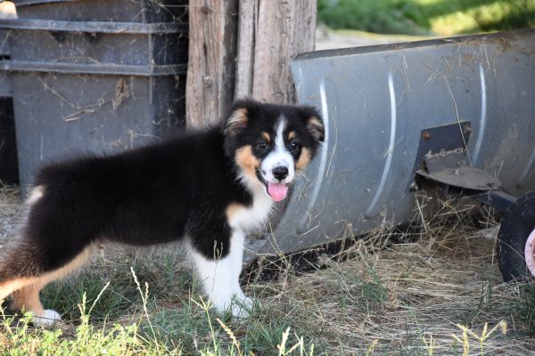 Australian shepherd pastore australiano australianshepherdpastoreaustr-64e73749ae408.jpg