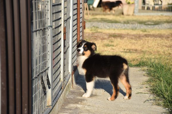 Australian shepherd pastore australiano australianshepherdpastoreaustr-64e73762cdec5.jpg