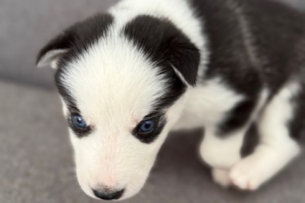 Siberian Husky cuccioli senza pedigree siberianhuskycucciolisenzapedi1.jpeg
